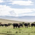 TZA ARU Ngorongoro 2016DEC26 Crater 067 : 2016, 2016 - African Adventures, Africa, Arusha, Crater, Date, December, Eastern, Month, Ngorongoro, Places, Tanzania, Trips, Year